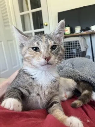 A baby medium-sized female Domestic Short Hair cat named Megan for adoption in West Chester, PA