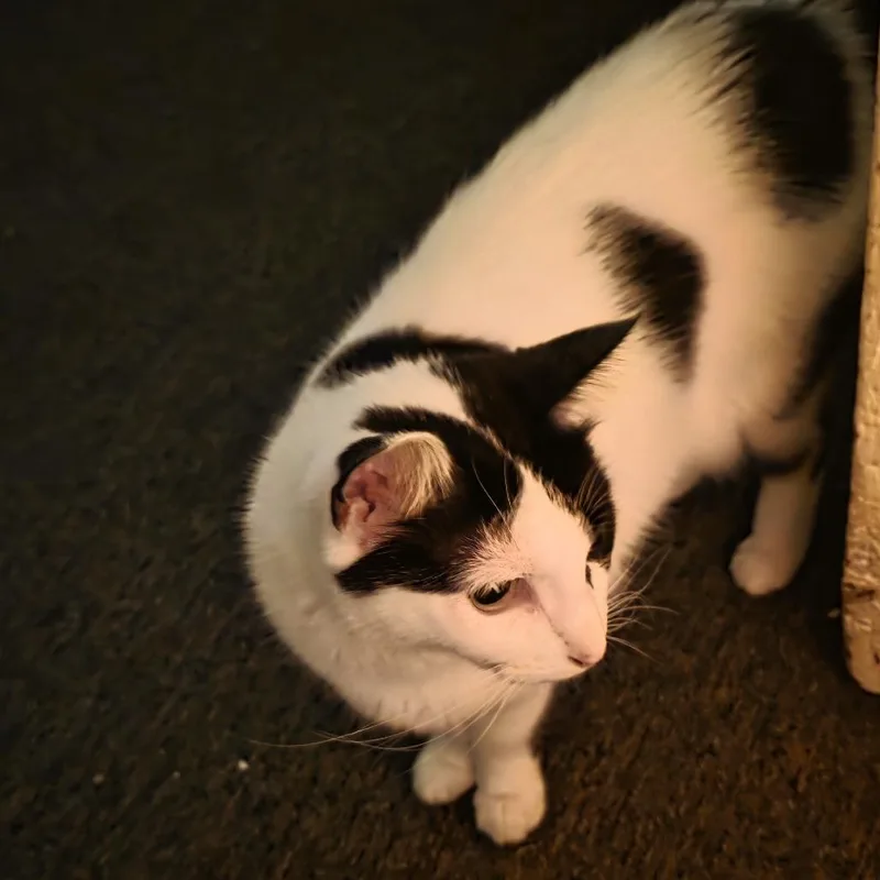 Tallulah thumbnail 4