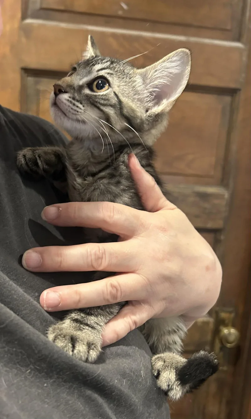 A baby medium-sized male Tabby cat named Spencer Napa for adoption in Napa, CA