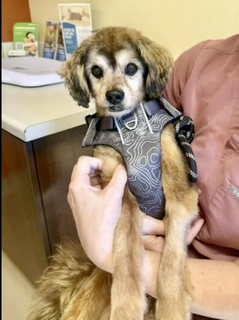 A senior small-sized male Spaniel dog named Churro for adoption in Walnut Creek, CA