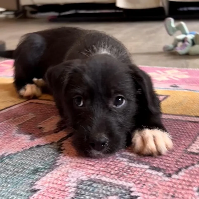 Gizmo thumbnail 3