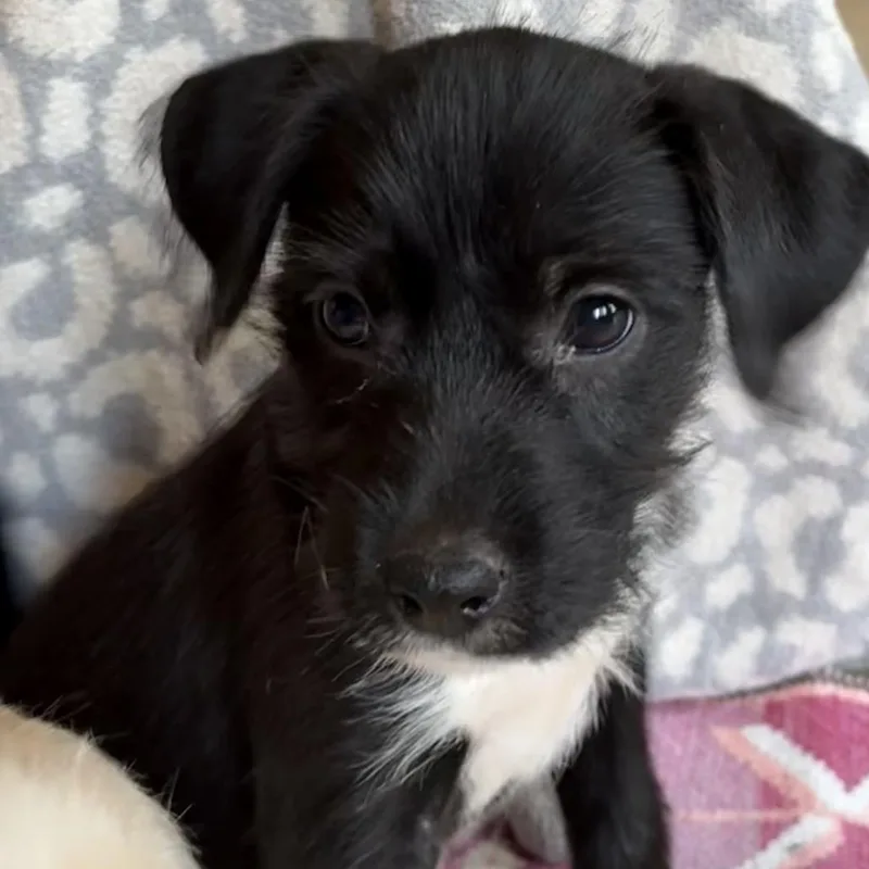 Gizmo thumbnail 5