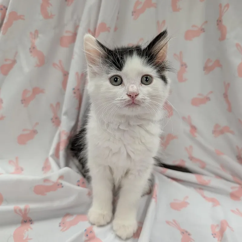 A baby small-sized female Buff / Tan / Fawn Domestic Short Hair cat named Bessie for adoption in Wind Gap, PA