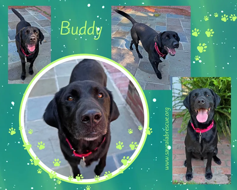 Buddy