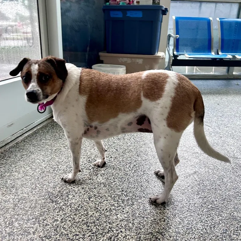 An adult medium-sized female Brown / Chocolate Mixed Breed dog named Penny for adoption in Fredericksburg, VA