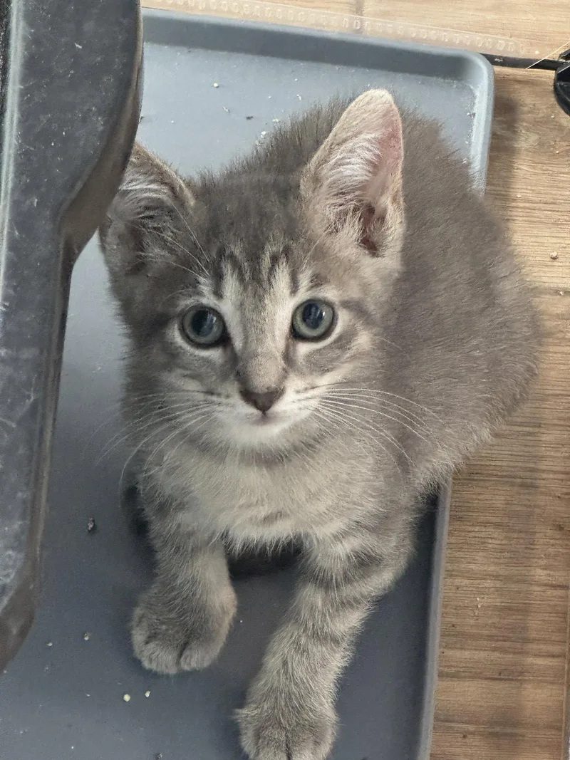 A baby medium-sized female Domestic Short Hair cat named Tobie for adoption in Oviedo, FL