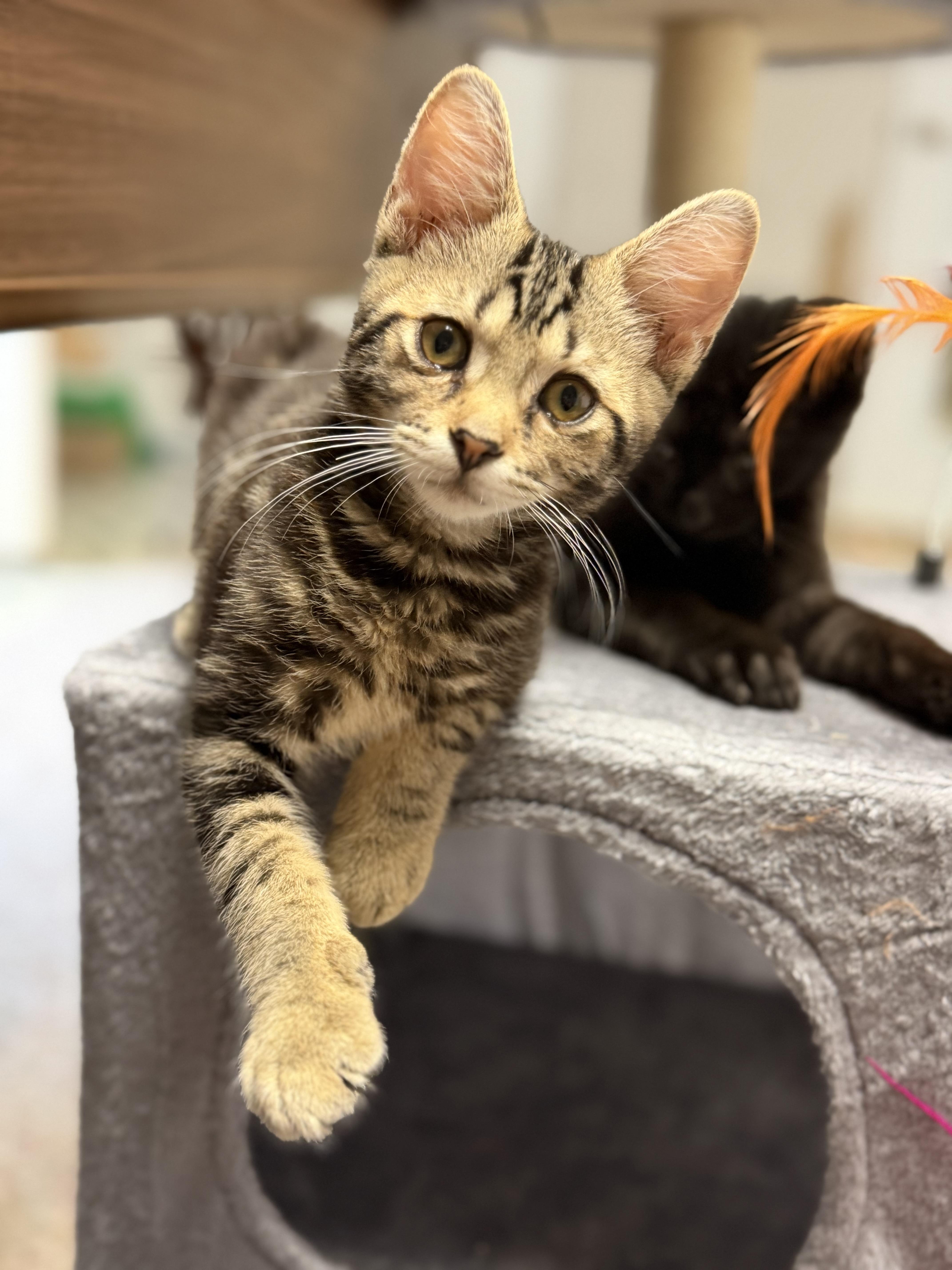 A baby medium-sized male Tabby (Brown / Chocolate) Domestic Short Hair cat named UhHuh for adoption in Mechanicsburg, PA