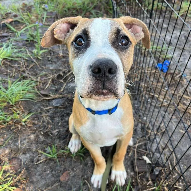 A baby small-sized male Brown / Chocolate Boxer dog named Chai for adoption in Merritt Island, FL