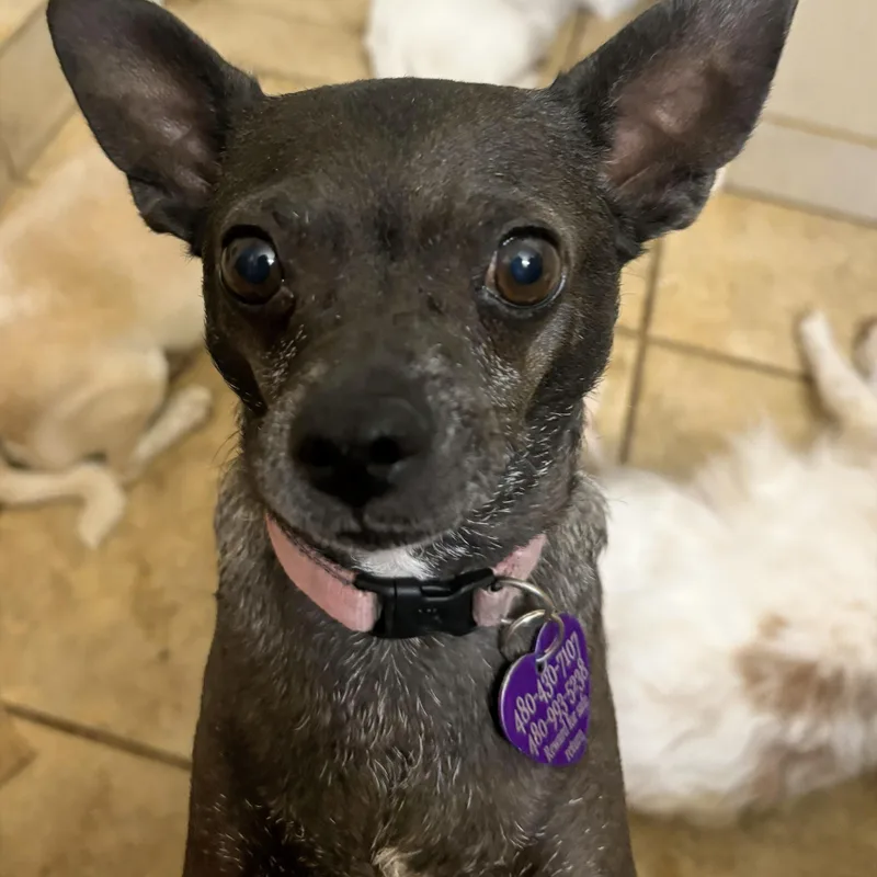 A young small-sized male Black Chihuahua dog named Razzle Dazzle for adoption in Phoenix, AZ
