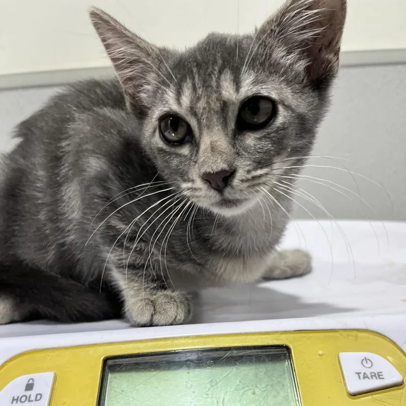 A baby small-sized female Gray / Blue / Silver Domestic Short Hair cat named Misty for adoption in Tampa, FL
