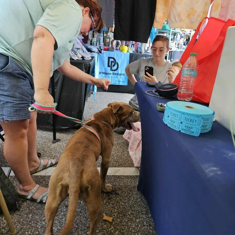 An adult medium-sized female Pit Bull Terrier dog named Olive for adoption in Memphis, TN