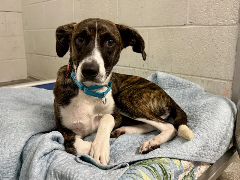 An adult medium-sized male Mixed Breed dog named Fred for adoption in Sudbury, MA