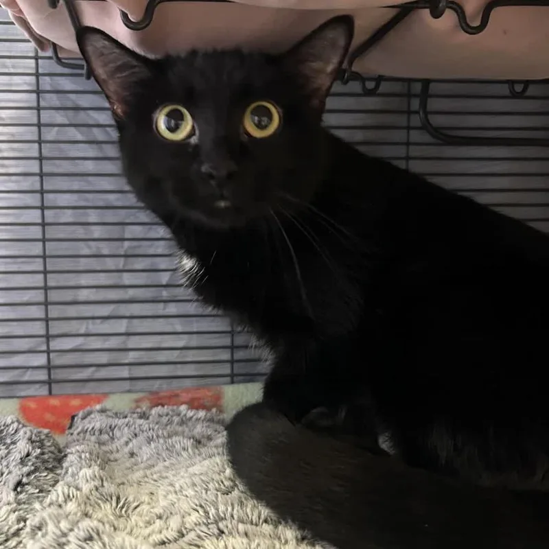 An adult medium-sized female Black Domestic Short Hair cat named Princess for adoption in Norfolk, NE