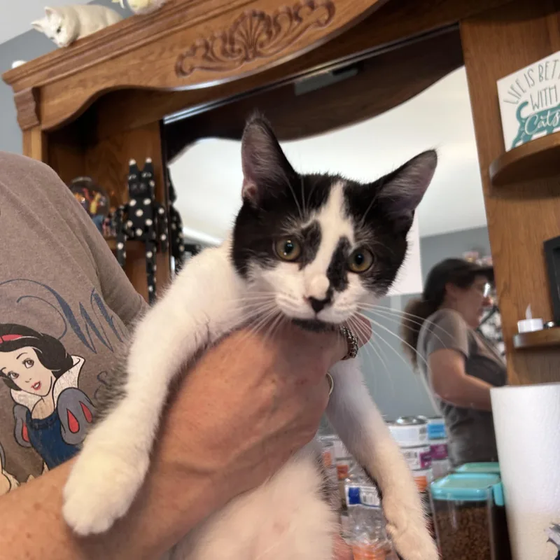 A baby medium-sized female White Domestic Short Hair cat named Hilda for adoption in East Hartford , CT