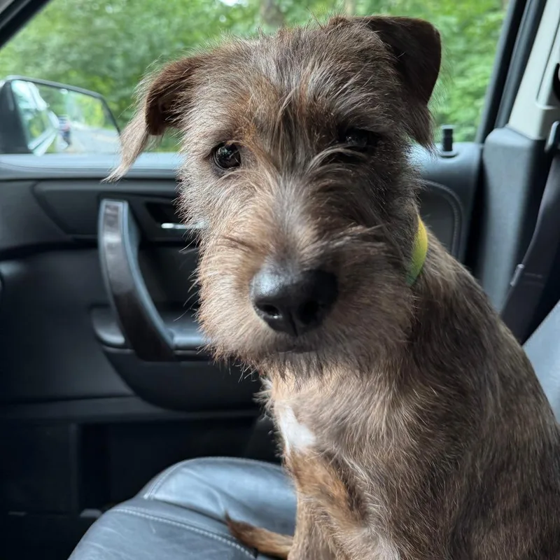 A young medium-sized male Brown / Chocolate Mixed Breed dog named Norville for adoption in Wappingers Falls, NY