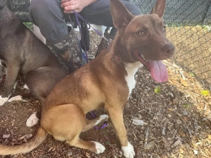 A young medium-sized female Black Mixed Breed dog named Belize for adoption in Cincinnati, OH