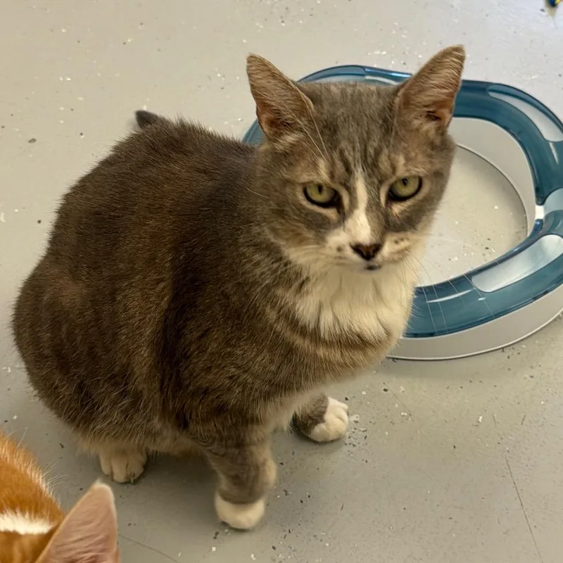 A senior large-sized male Gray / Blue / Silver Domestic Short Hair cat named George for adoption in Blairsville, GA