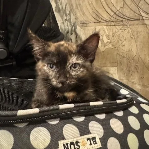 A baby small-sized female Tortoiseshell Domestic Short Hair cat named Eloise for adoption in Riverside, CA