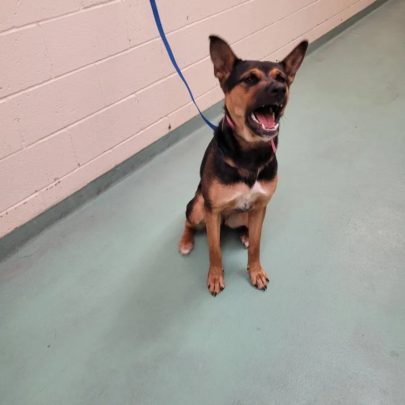 An adult medium-sized female Black Mixed Breed dog named Samantha for adoption in Memphis, TN