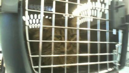An adult small-sized female Domestic Medium Hair cat named Lily for adoption in Charlotte, NC
