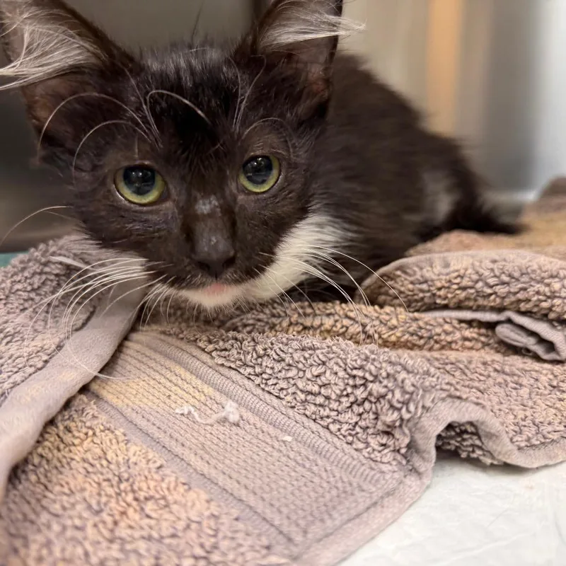 A baby small-sized female Black Domestic Short Hair cat named Andy for adoption in Jacksonville, FL