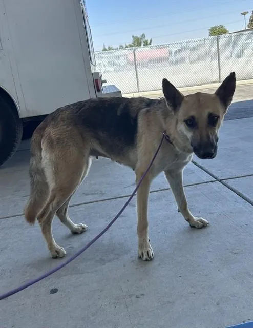 A young large-sized female German Shepherd Dog dog named Valerie for adoption in Bakersfield, CA