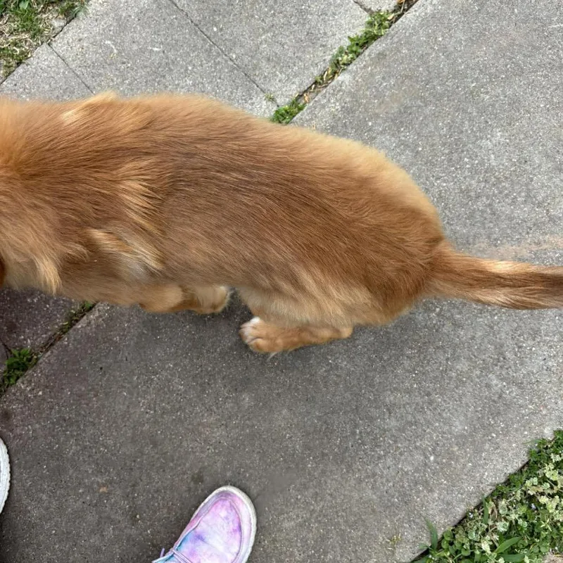 A baby medium-sized male Golden Golden Retriever dog named Oliver "ollie" for adoption in Aledo, TX