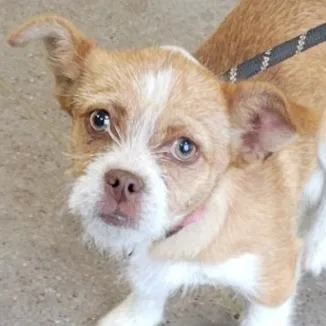 A baby small-sized female Yellow / Tan / Blond / Fawn Mixed Breed dog named Mazzy for adoption in Las Cruces, NM