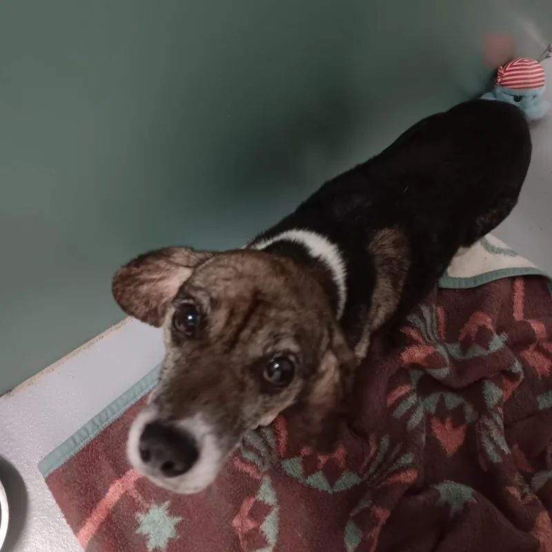 An adult small-sized male Black Beagle dog named George for adoption in Fairfax, VA