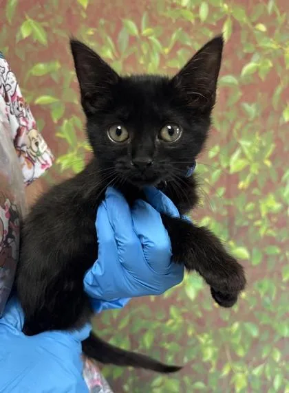 A young small-sized female Domestic Short Hair cat named Blueberry for adoption in San Antonio, TX