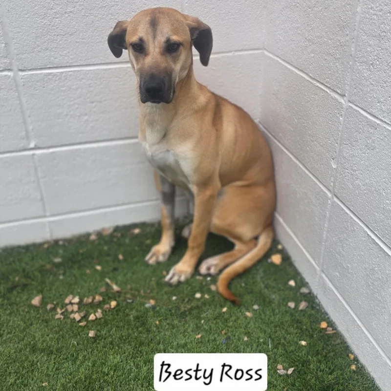Betsy thumbnail 3