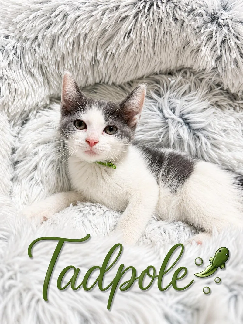 Tadpole