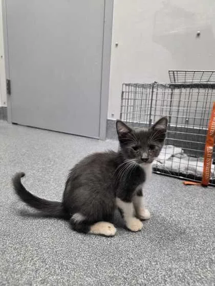 A baby small-sized male Domestic Short Hair cat named Halliwell for adoption in Sevierville, TN