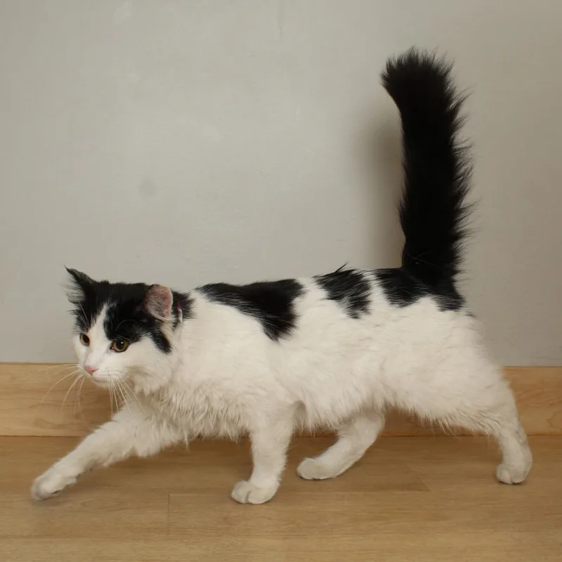 Lime Felv C thumbnail 2