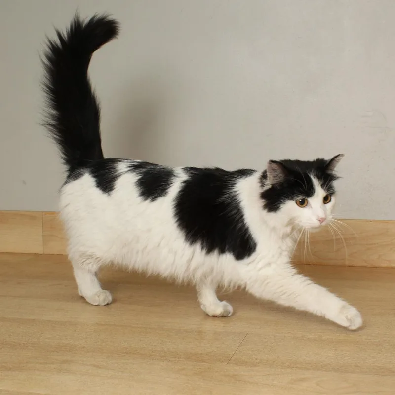 Lime Felv C thumbnail 5