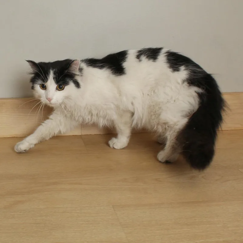 Lime Felv C thumbnail 6
