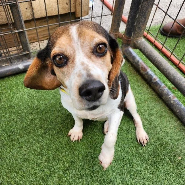 An adult small-sized female Beagle dog named Squirt for adoption in Hopkinsville, KY