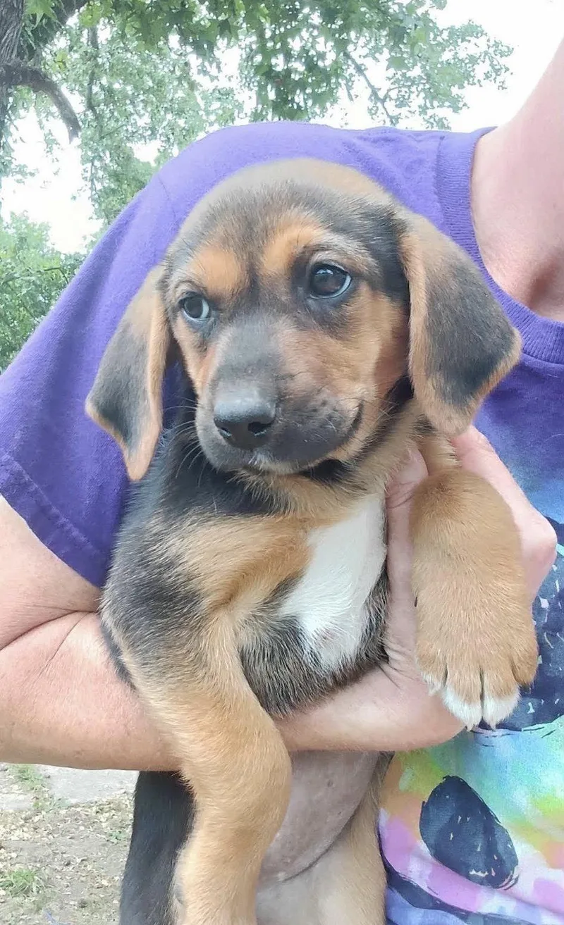 A baby medium-sized female Hound dog named Lake Mgo In Ms for adoption in Warwick, RI