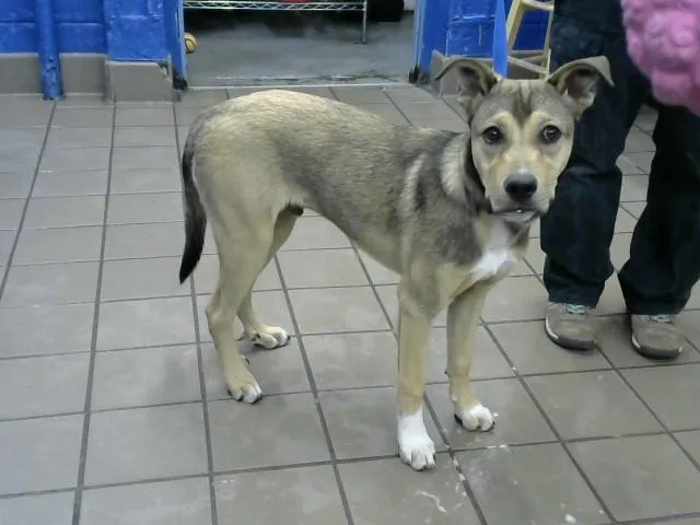 A young small-sized male German Shepherd Dog dog named Eddie for adoption in Albuquerque, NM