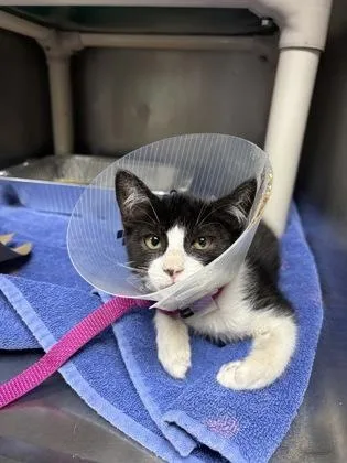 A young small-sized female Domestic Short Hair cat named A Willow for adoption in North Charleston, SC