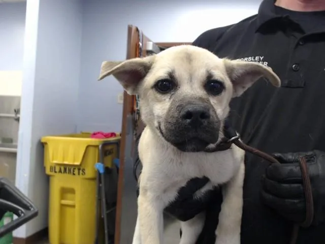 A baby small-sized male Pug dog named Howie for adoption in Phoenix, AZ