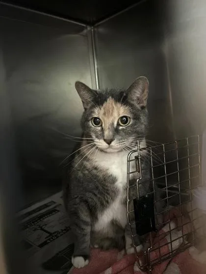 An adult large-sized female Domestic Short Hair cat named Zelda for adoption in Annapolis, MD