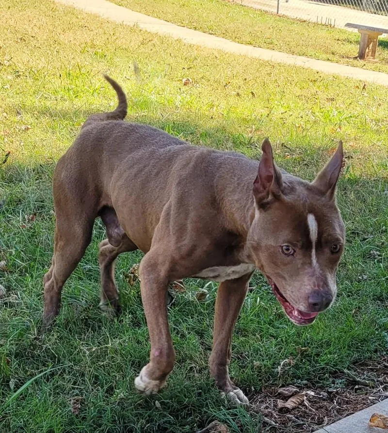 An adult large-sized male Pit Bull Terrier dog named Chico for adoption in Lawrenceburg, TN