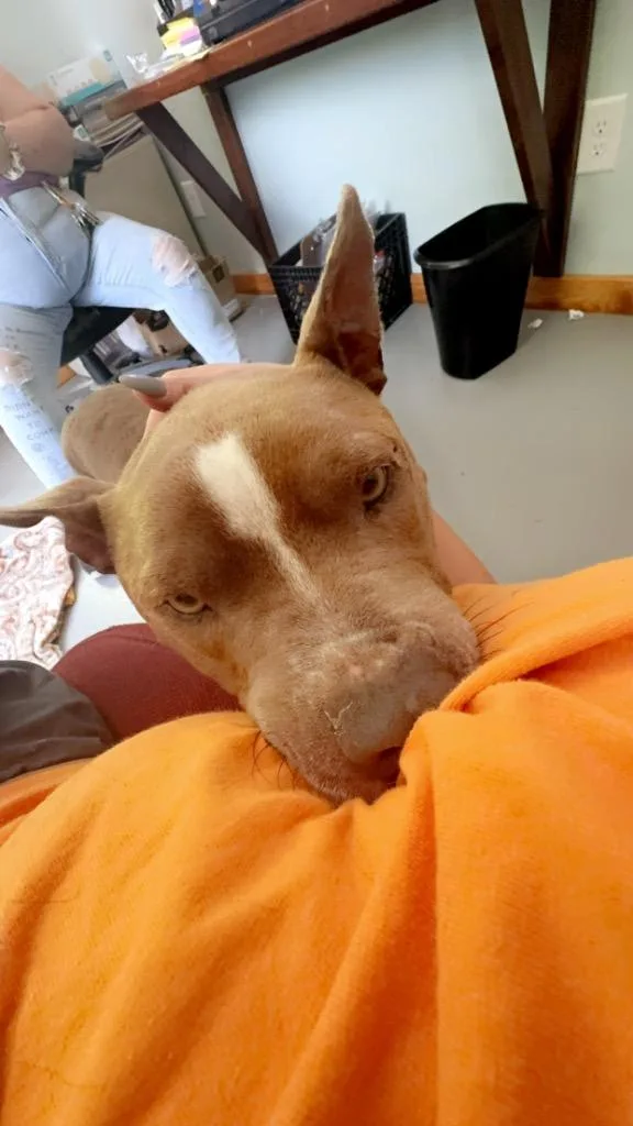 Chico thumbnail 6