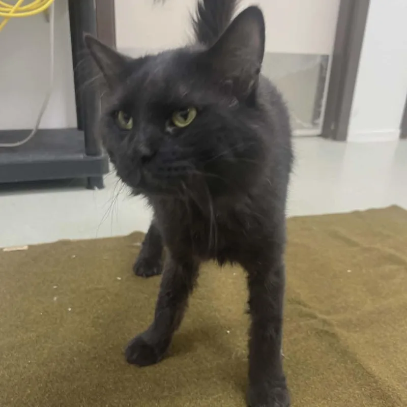An adult medium-sized male Black Domestic Long Hair cat named Travis for adoption in Ballston Spa, NY