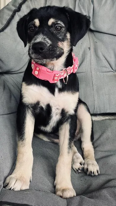 A baby medium-sized female Black Australian Cattle Dog / Blue Heeler dog named Daphne for adoption in Liverpool, TX