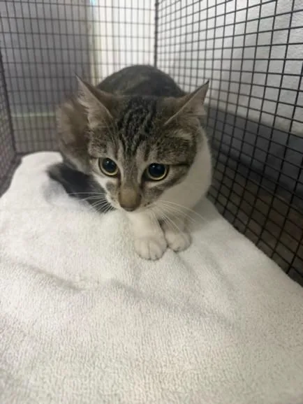 A young medium-sized female Domestic Short Hair cat named Ilene for adoption in Los Angeles, CA
