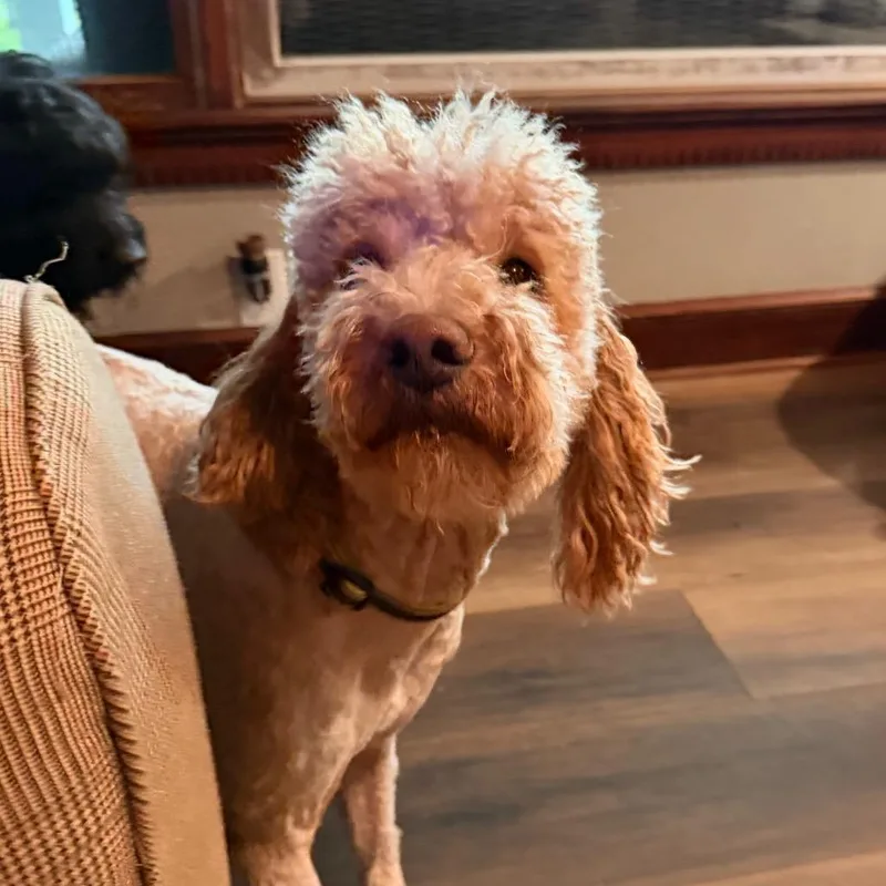Max