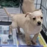 A baby small-sized female Yellow / Tan / Blond / Fawn Chihuahua dog named Biscuit for adoption in Portsmouth, OH