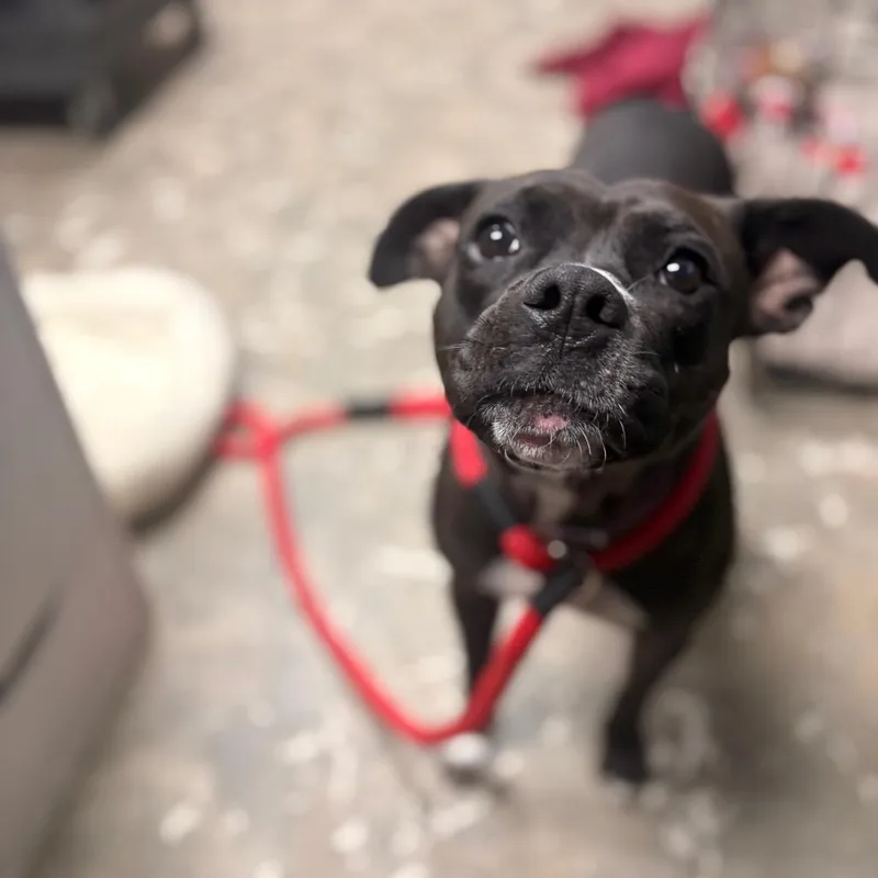 An adult medium-sized female Black Mixed Breed dog named Vida for adoption in Philadelphia, PA